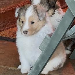 Aries   ( see video) - Sable merle and white male Shetland Sheepdog puppy in Tulsa, Oklahoma from September Morning Shelties