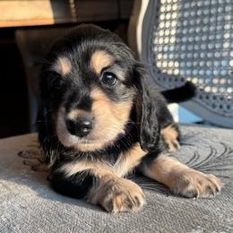 Daphne - Black and cream female Dachshund puppy in Summertown, Tennessee from The Dapper Dachshund