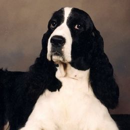 English Springer Spaniels from Aspen ESS