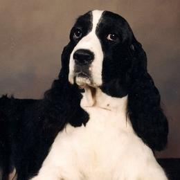 English Springer Spaniels from Aspen ESS