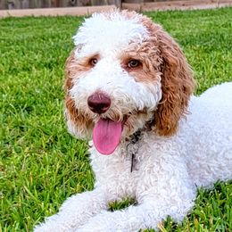 Goldendoodles from Floofadoodle's Goldendoodles
