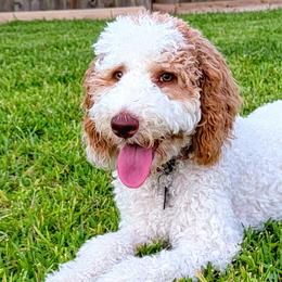Goldendoodles from Floofadoodle's Goldendoodles