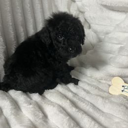 AKC Cayce - Black male Poodle puppy in Elgin, South Carolina from Silver Bells Paw Prints