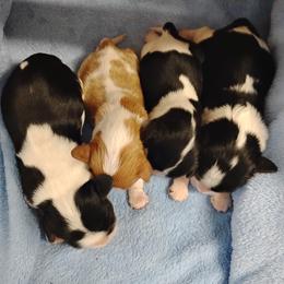 Cavalier King Charles Spaniel puppies from Apple Blossom Cavaliers