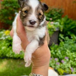STAR - Sable & white female Toy Shetland Sheepdog puppy in Livonia, Michigan from M7’s Shelties, Toonies & AussieDoodles