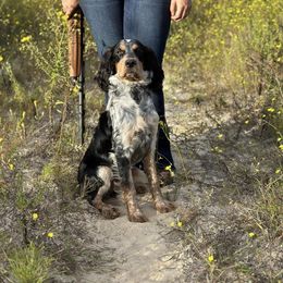 Phoebe - English Springer Spaniel