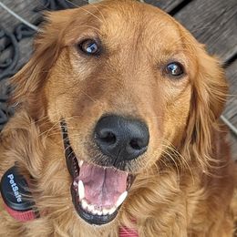 Taxi - Golden Retriever