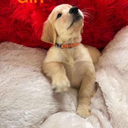 Golden Retriever Puppies from American True Golden retriever