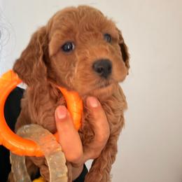 Chanell - Red  female Goldendoodle puppy in Naples, Florida from Goldendoodles Of Naples,INC