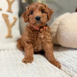 Orange Girl 1 - Cream female Goldendoodle puppy in Sacramento, California from Golden Heart Doodles