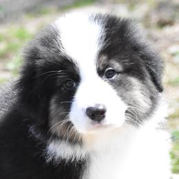 Sardinia - Black tri-color female Australian Shepherd puppy in Easton, Missouri from MMA Kennel