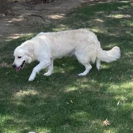 Sunshine - Golden Retriever