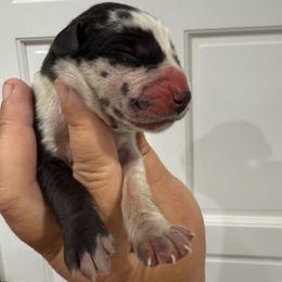 BlackBerry Cobbler - Harlequin female Great Dane puppy in Florida from Beachside Kennels