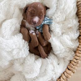 Levi - Red  male Goldendoodle puppy in Schulenbrug, Texas from Wright Doodles & Poodles