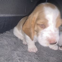Basset Hound Puppies from Mockingbird Hollow Bassets
