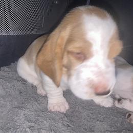Basset Hound Puppies from Mockingbird Hollow Bassets