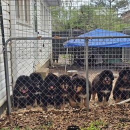 Tibetan Mastiff puppies from Aujudon Tibetan Mastiffs