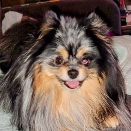 Sterling - Pomeranian