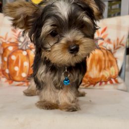 BoyA - Black and tan male Yorkshire Terrier puppy in National City, California from SD_Yorkies619