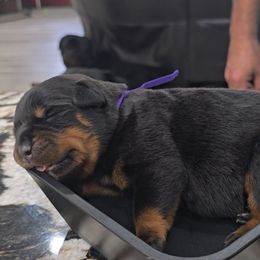 Purple girl - Black and tan female Rottweiler puppy in Lake City, Florida from Haus Der Wut Kennels