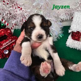 Jayzen - Sable and white male Tibetan Terrier puppy in Dorena, Oregon from Angel Tibetans Of Oregon