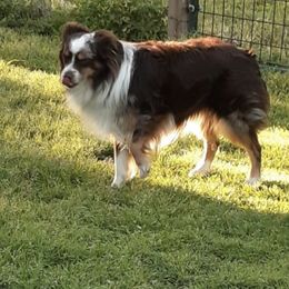 Miniature Australian Shepherd All Grown Up from Mikki's Toy Aussies