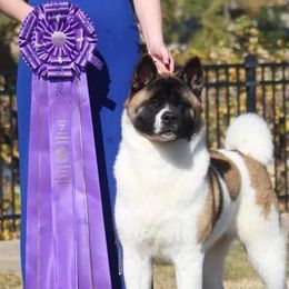 Luna - Akita