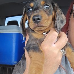 Dachshund Puppies from CC Dachshunds and Adventures