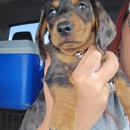 Dachshund Puppies from CC Dachshunds and Adventures
