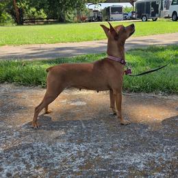 Ruby - Miniature Pinscher