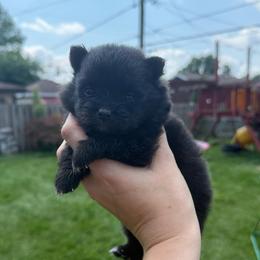 Black male - Black male Pomeranian puppy in Oak Lawn, Illinois from Pomeranian Boutique