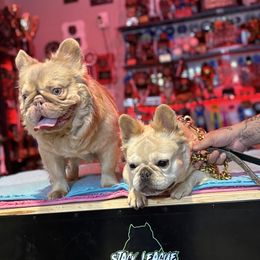 French Bulldog All Grown Up from Natal Frenchie Haus