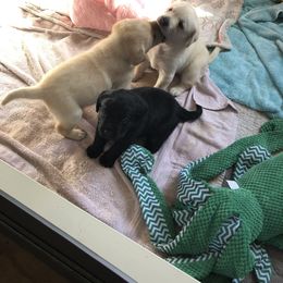 Labrador Retriever Puppies from Hill Side Farms