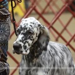 I - English Setter