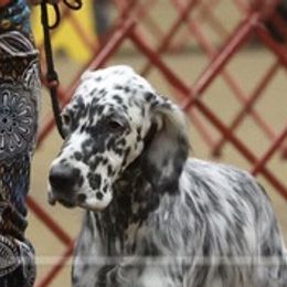 I - English Setter