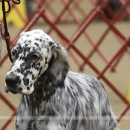 I - English Setter