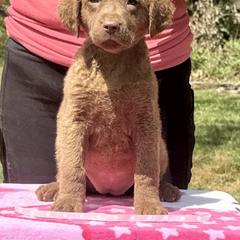 Pink dot female - Brown female Chesapeake Bay Retriever puppy in Houston, Texas from Monarch Chesapeakes