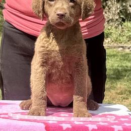Pink dot female - Brown female Chesapeake Bay Retriever puppy in Houston, Texas from Monarch Chesapeakes
