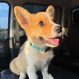 Kitty - Sable female Pembroke Welsh Corgi puppy in Ledbetter, Texas from Texas Pembroke Corgis