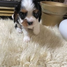 Cavalier King Charles Spaniel Puppies from Rohus Puppies