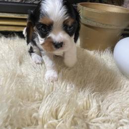 Cavalier King Charles Spaniel Puppies from Rohus Puppies