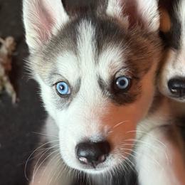 Aphrodite - Gray and white female Siberian Husky puppy in El Poso, Texas from Oasis Kennels