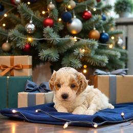 Frost - Parti male Maltipoo puppy in St. George, Utah from Winchester Hills Poodles and Doodles