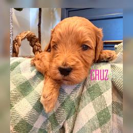 Cruz - Apricot female Goldendoodle puppy in Glendale, Arizona from Follow Your Bliss Doodles