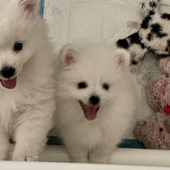 American Eskimo Dog Puppies from Soleil American Eskimos