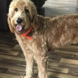 Bernedoodles, Goldendoodles, and Poodles from Country View Bernedoodles and Goldendoodles