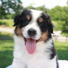 Australian Shepherd, Goldendoodle, and Poodle Puppies from 5AFarms