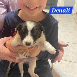 Denali - White and black female Shetland Sheepdog puppy in Kaycee, Wyoming from Heavenly Shelties