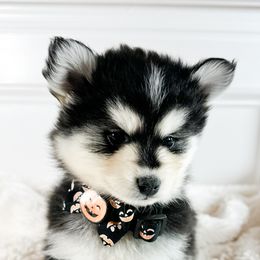 Boy 1 - Black and white male Pomsky puppy in Leesburg, Virginia from Capital Pomsky