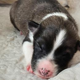 Girl 2 - female Native American Indian Dog puppy in Granby, Colorado from Turtle Island NAIDs